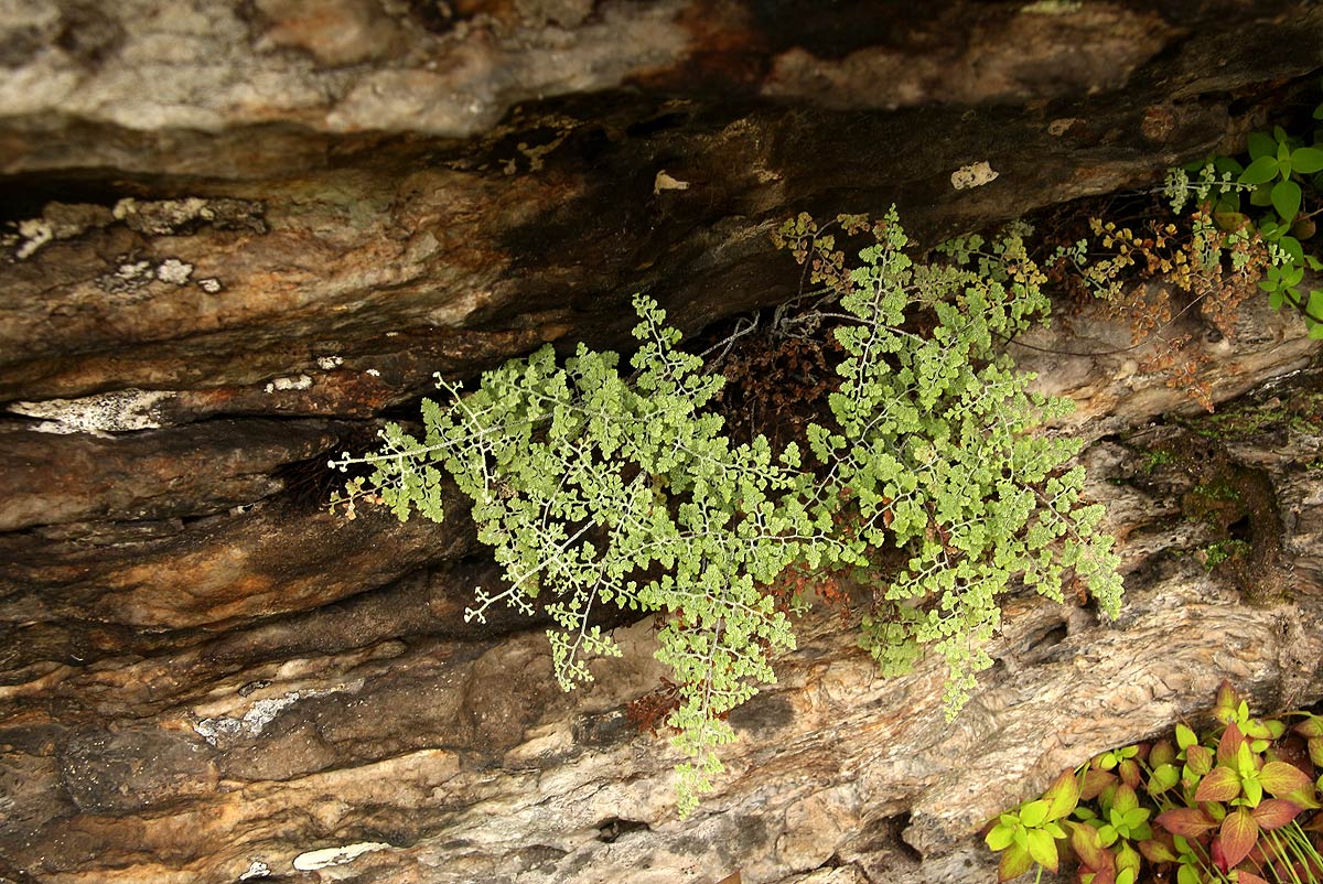 Pityrogramma argentea Pityrogramma argentea