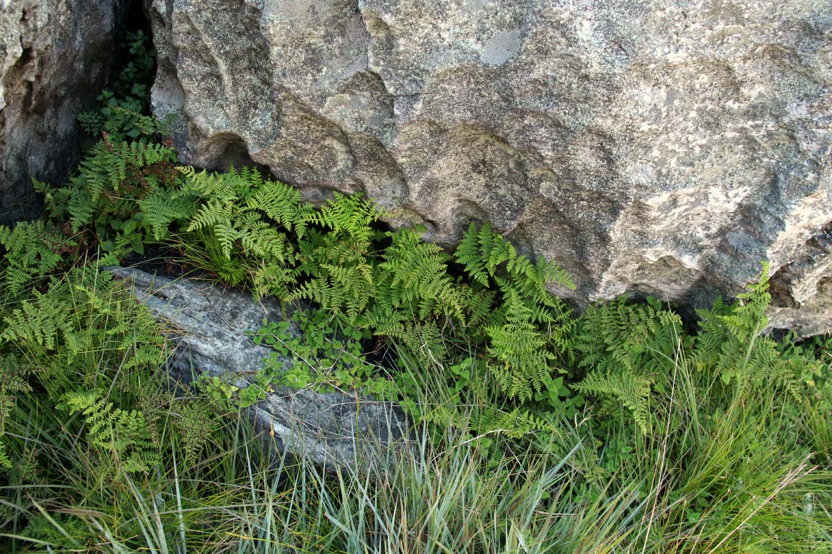 Cheilanthes multifida