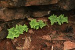 Cheilanthes pentagona