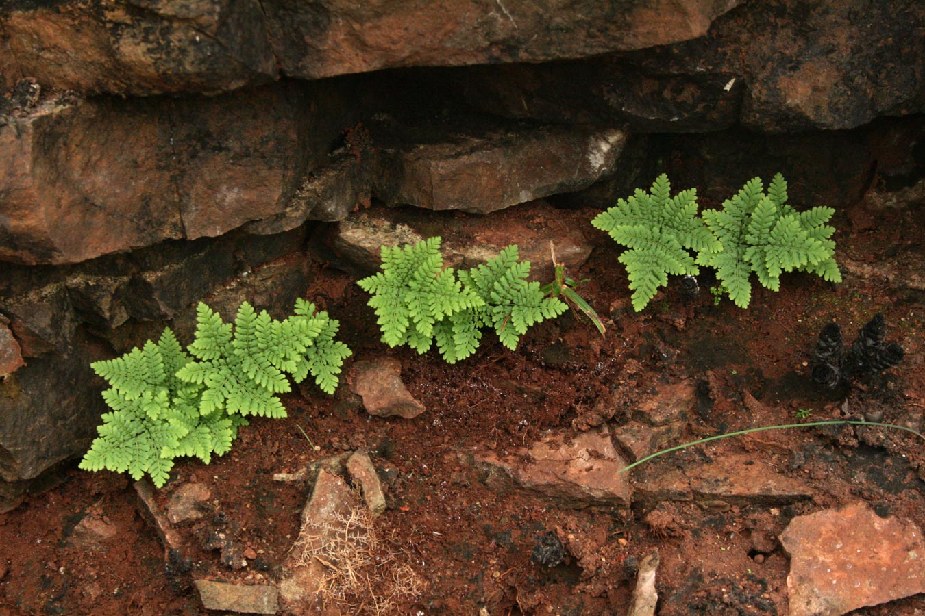 Cheilanthes pentagona