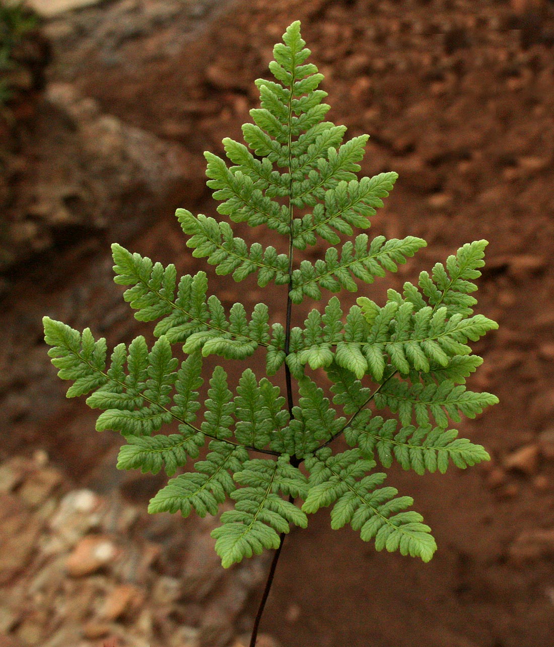 Cheilanthes pentagona