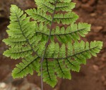 Cheilanthes pentagona
