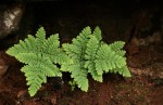Cheilanthes pentagona