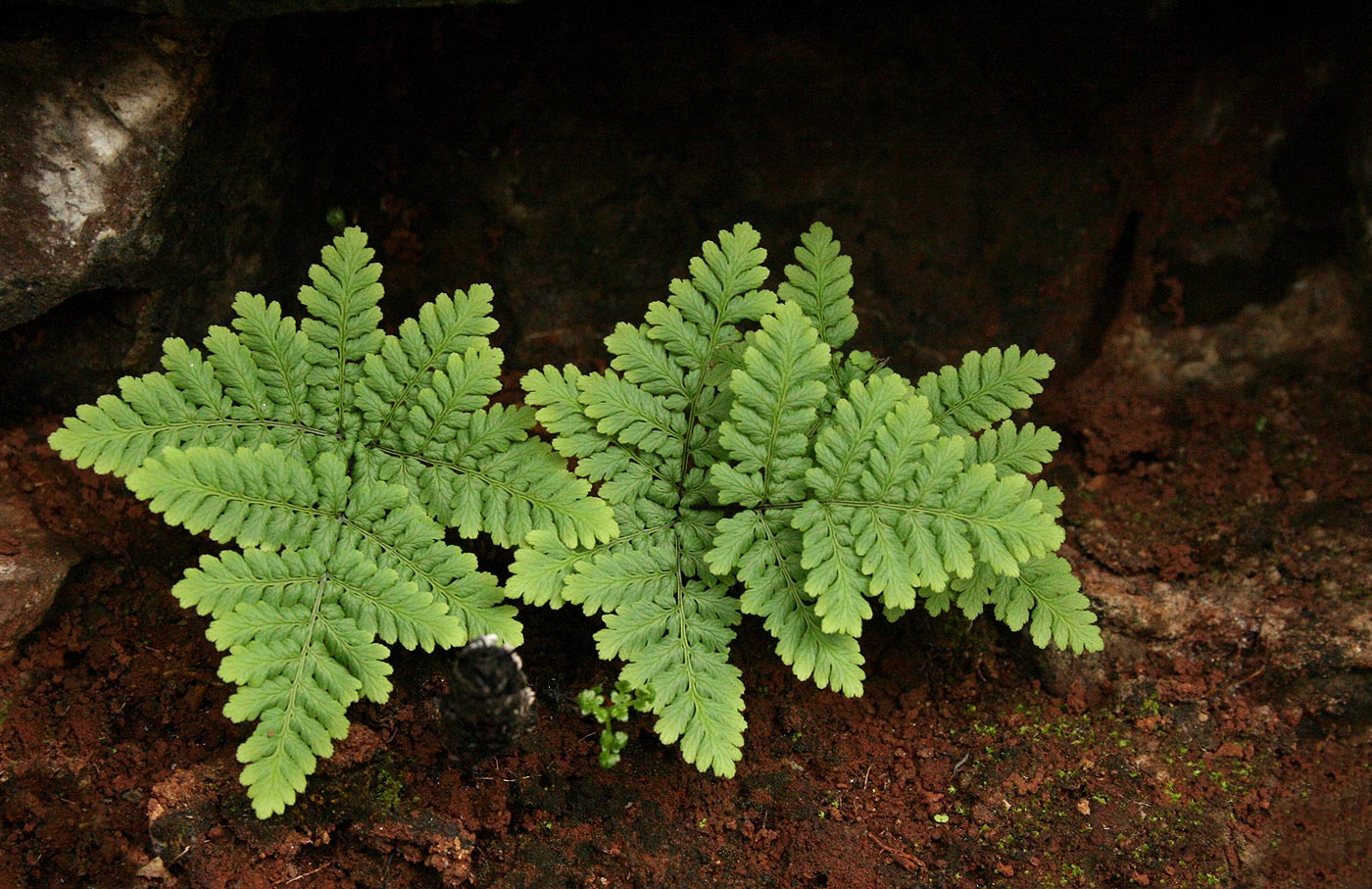 Cheilanthes pentagona
