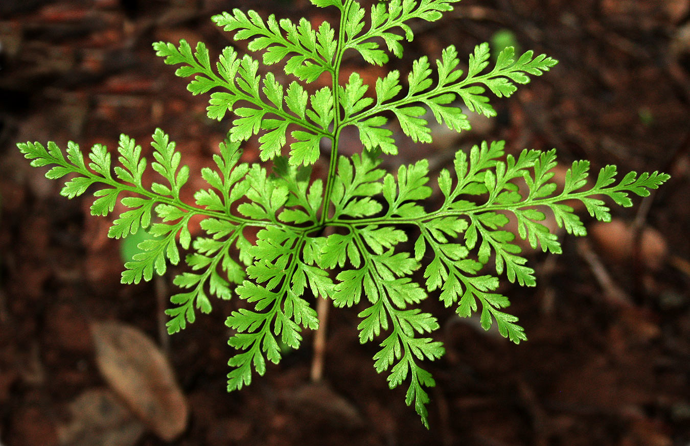 Cheilanthes schimperi Cheilanthes schimperi