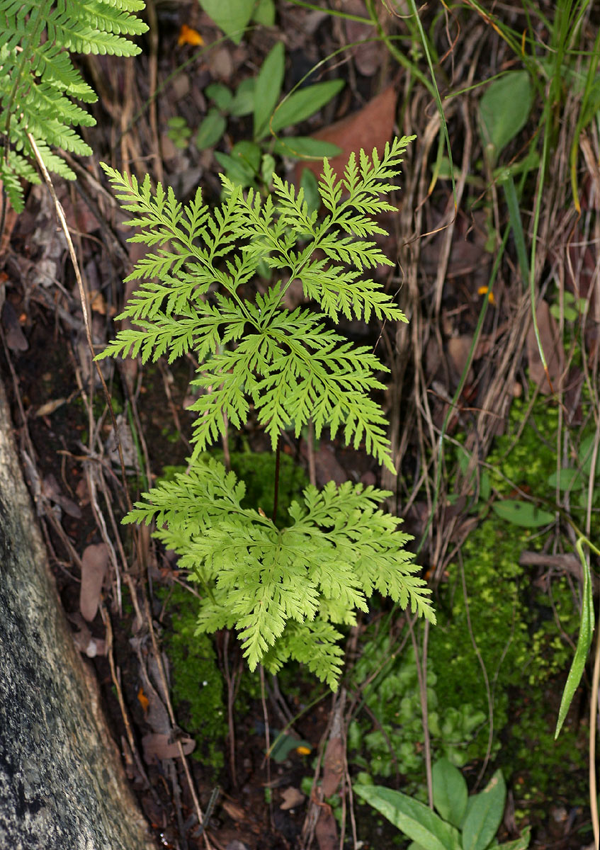 Cheilanthes schimperi Cheilanthes schimperi