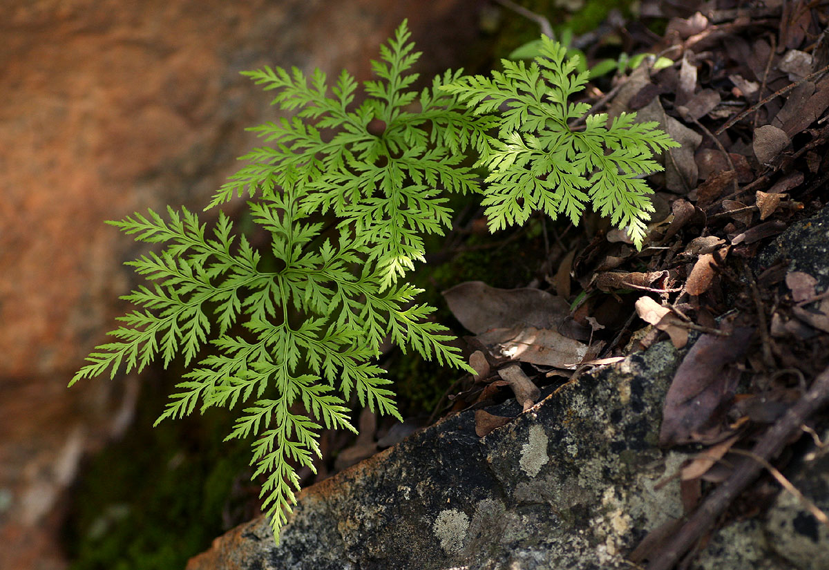 Cheilanthes schimperi Cheilanthes schimperi