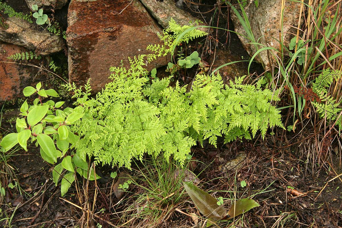 Cheilanthes schimperi Cheilanthes schimperi