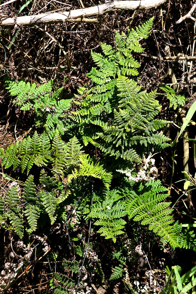 Aleuritopteris farinosa Aleuritopteris farinosa