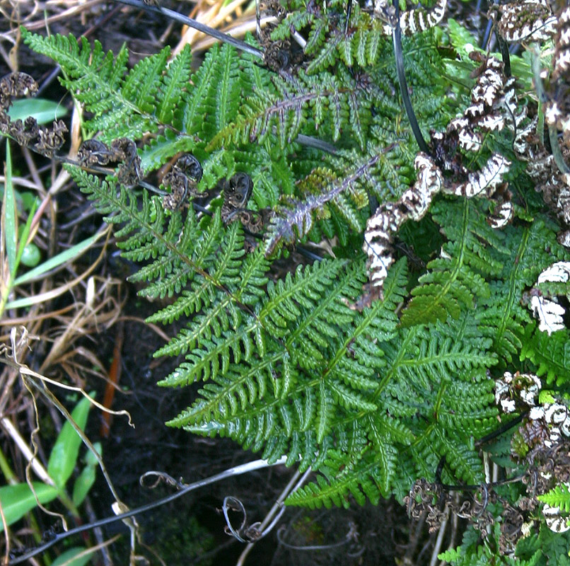 Aleuritopteris farinosa Aleuritopteris farinosa
