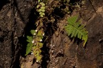 Aleuritopteris farinosa
