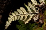Aleuritopteris farinosa