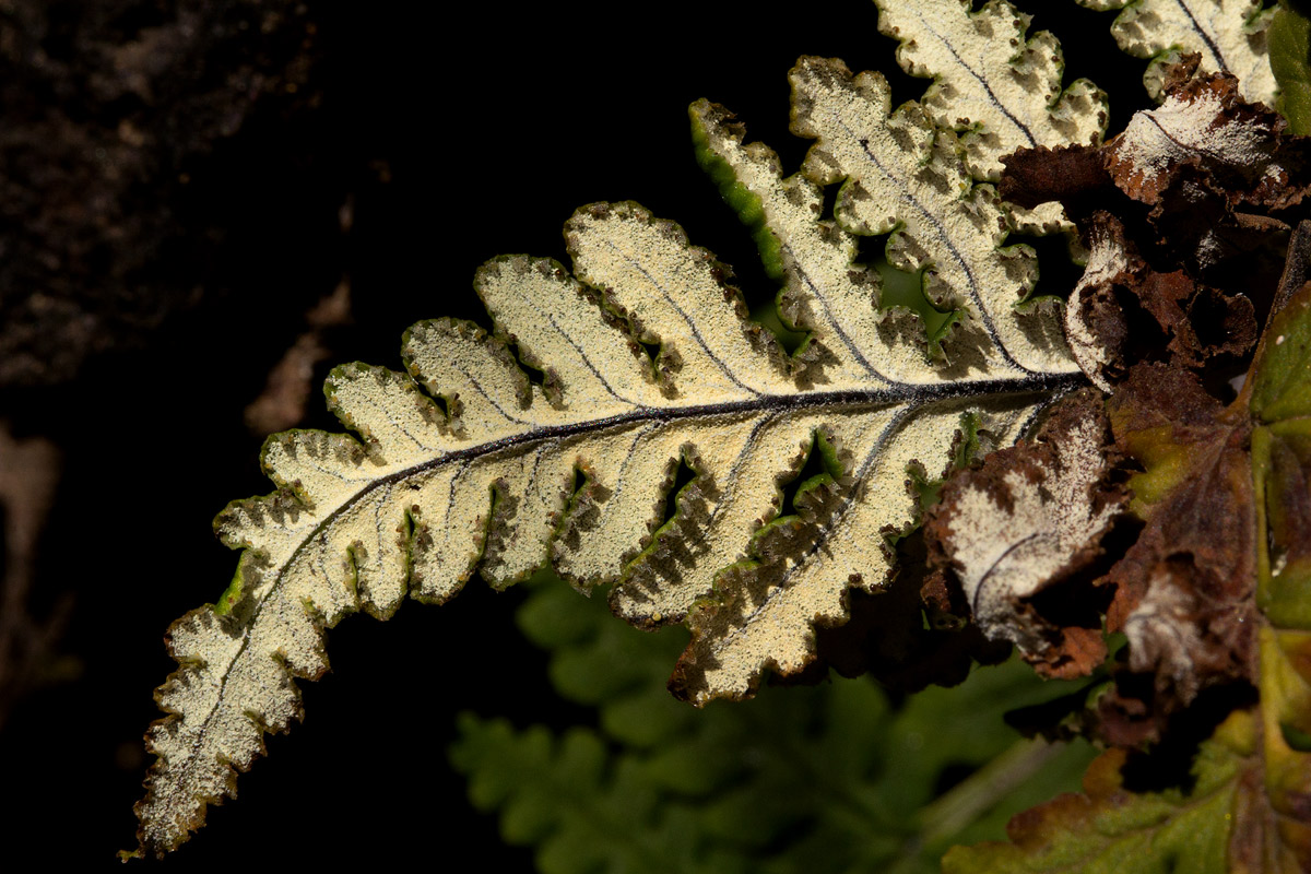 Aleuritopteris farinosa