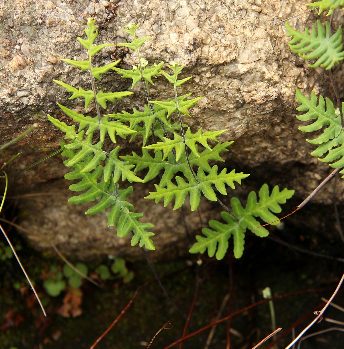 Aleuritopteris welwitschii Aleuritopteris welwitschii