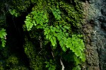 Adiantum capillus-veneris
