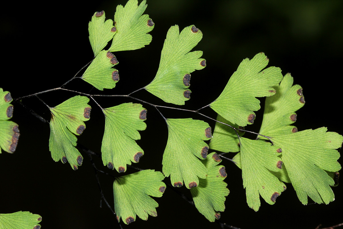 Adiantum capillus-veneris Adiantum capillus-veneris