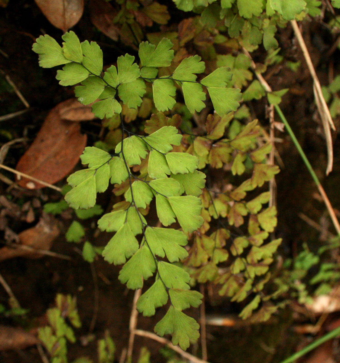 Adiantum capillus-veneris Adiantum capillus-veneris