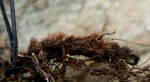 Adiantum capillus-veneris
