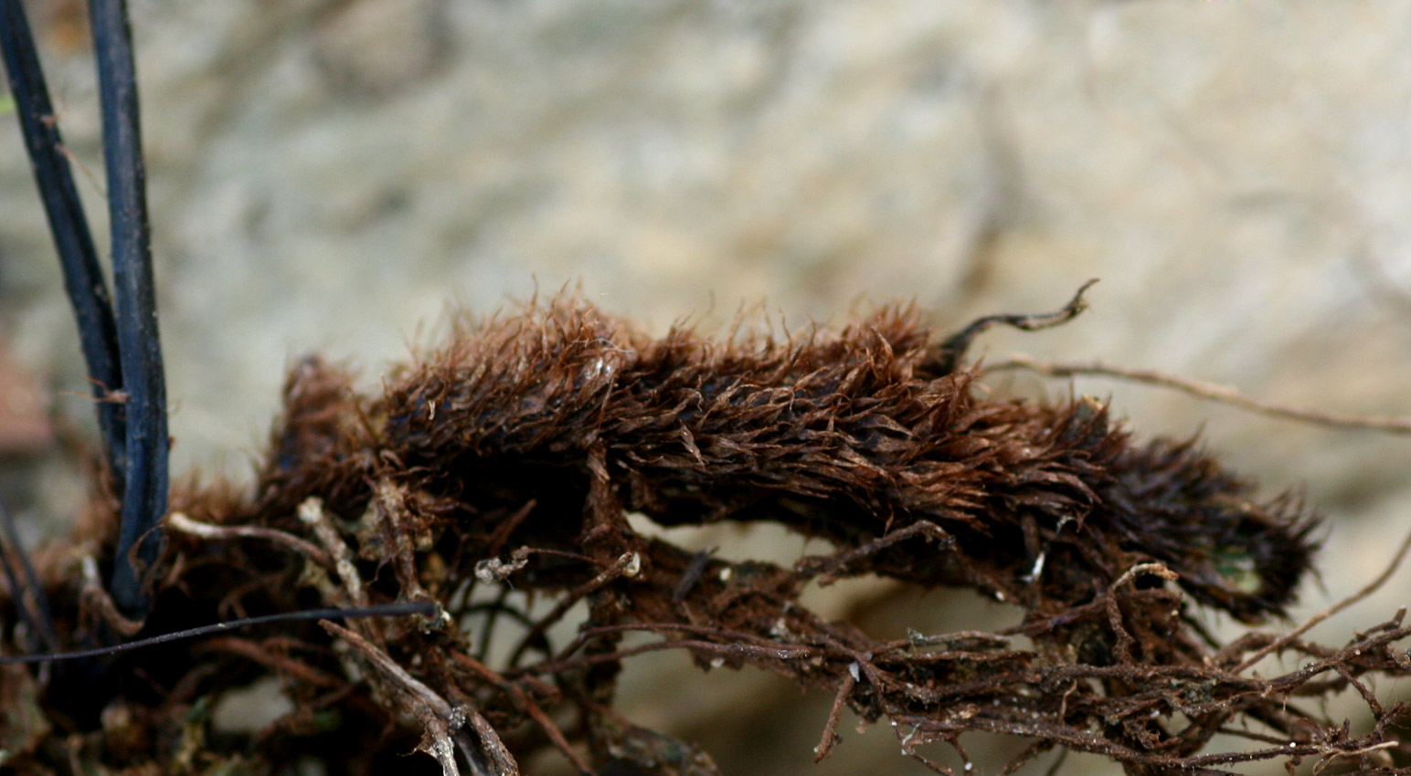 Adiantum capillus-veneris Adiantum capillus-veneris