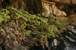 Adiantum capillus-veneris