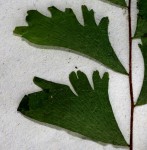 Adiantum incisum