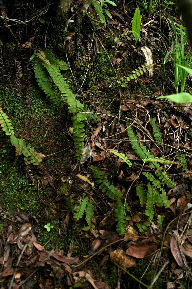 Adiantum incisum Adiantum incisum