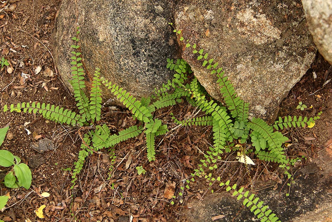 Adiantum incisum Adiantum incisum