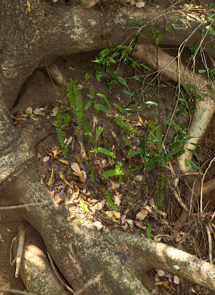 Adiantum incisum Adiantum incisum