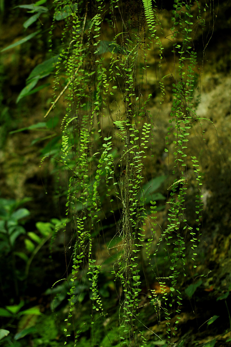 Adiantum incisum Adiantum incisum