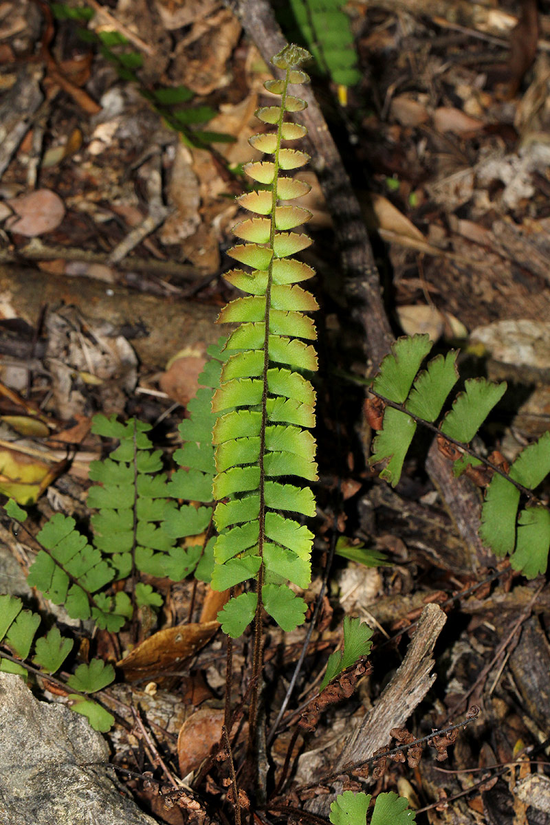 Adiantum incisum Adiantum incisum