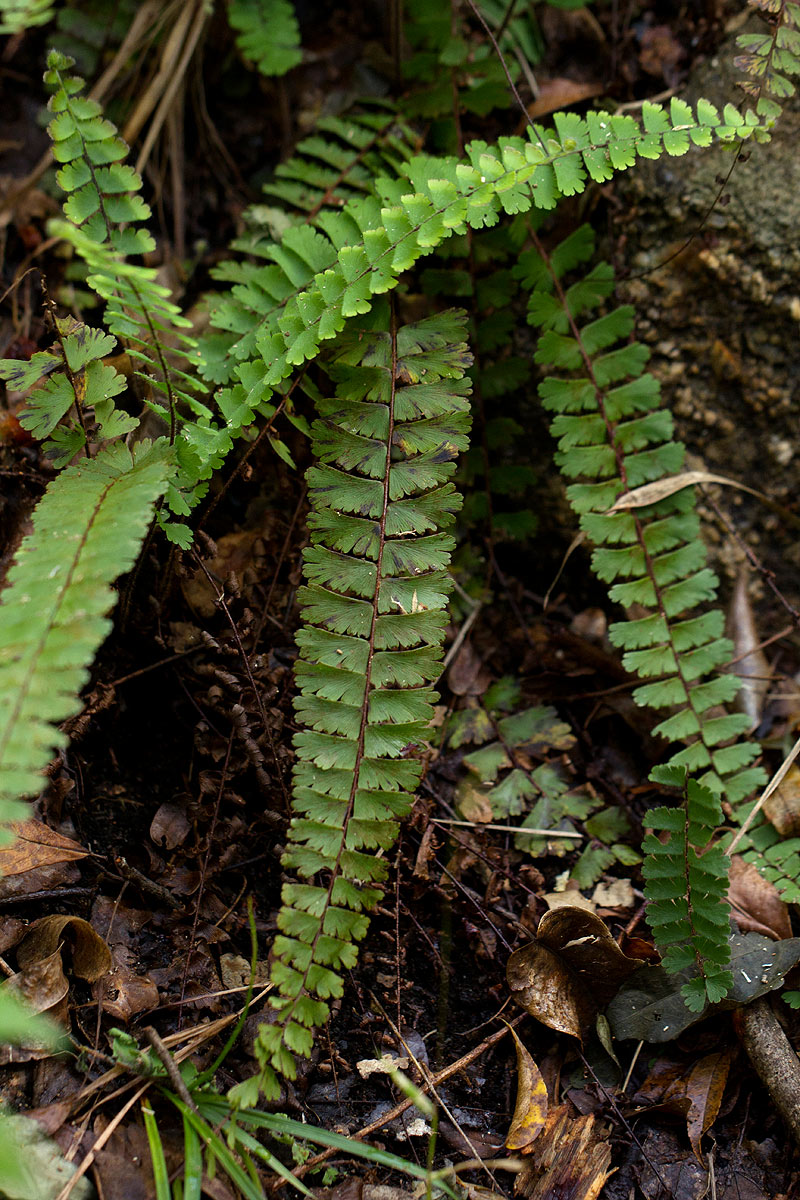 Adiantum incisum Adiantum incisum