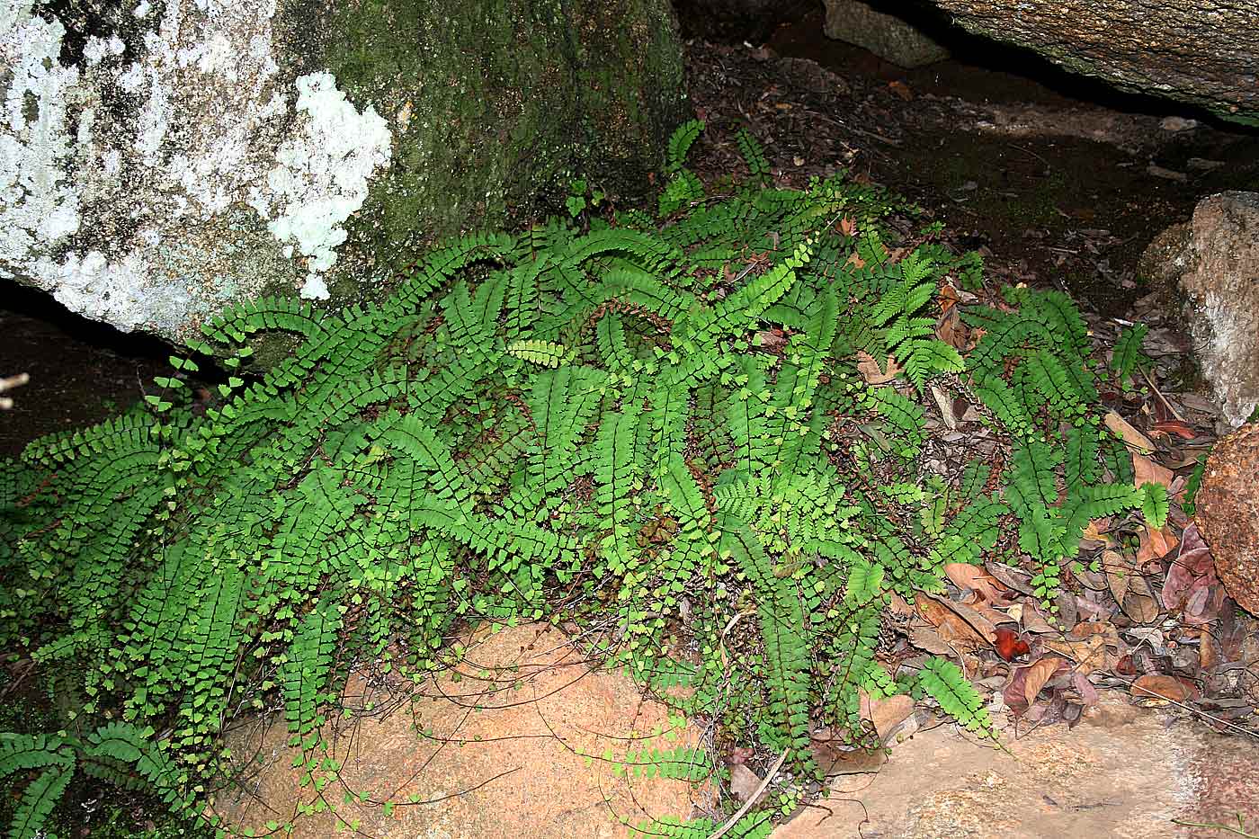Adiantum incisum Adiantum incisum