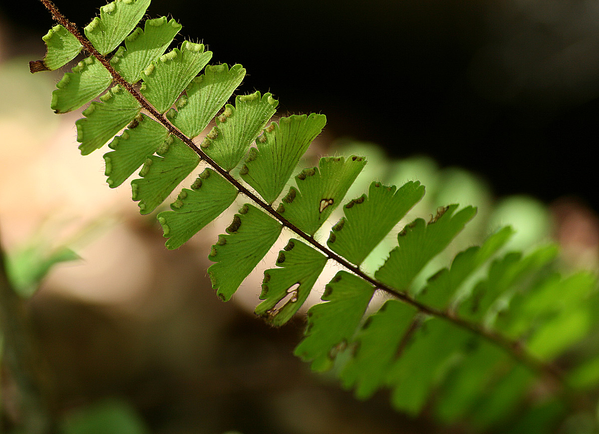 Adiantum incisum Adiantum incisum