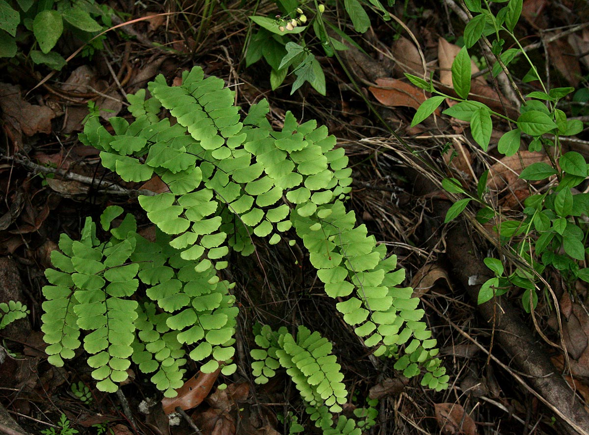 Adiantum lunulatum