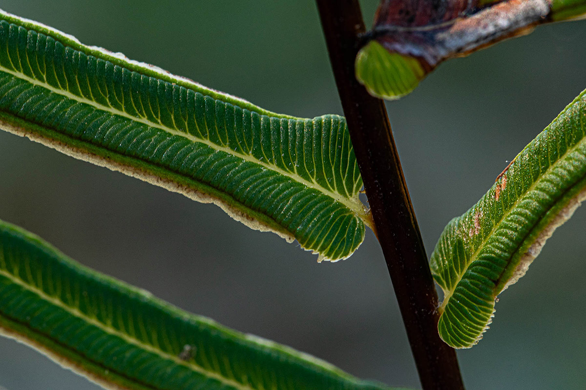 Pteris vittata Pteris vittata