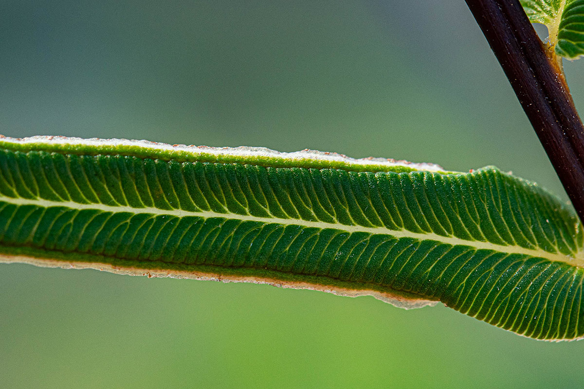 Pteris vittata Pteris vittata