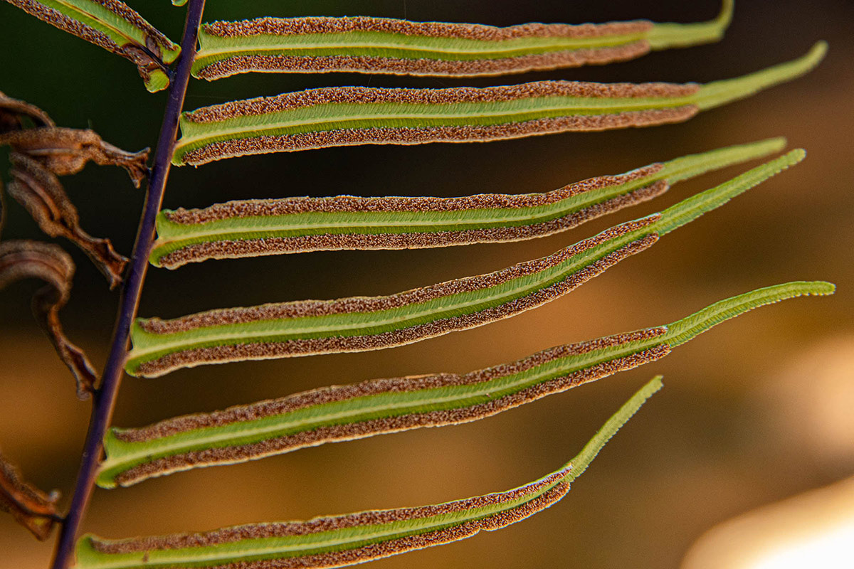 Pteris vittata Pteris vittata