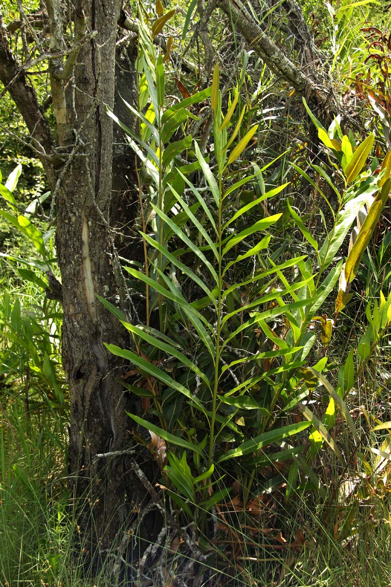 Acrostichum aureum Acrostichum aureum