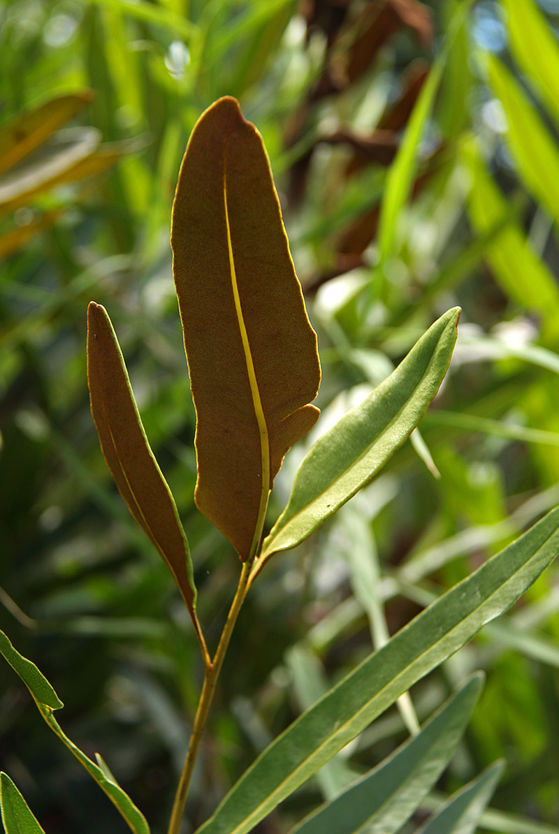 Acrostichum aureum Acrostichum aureum