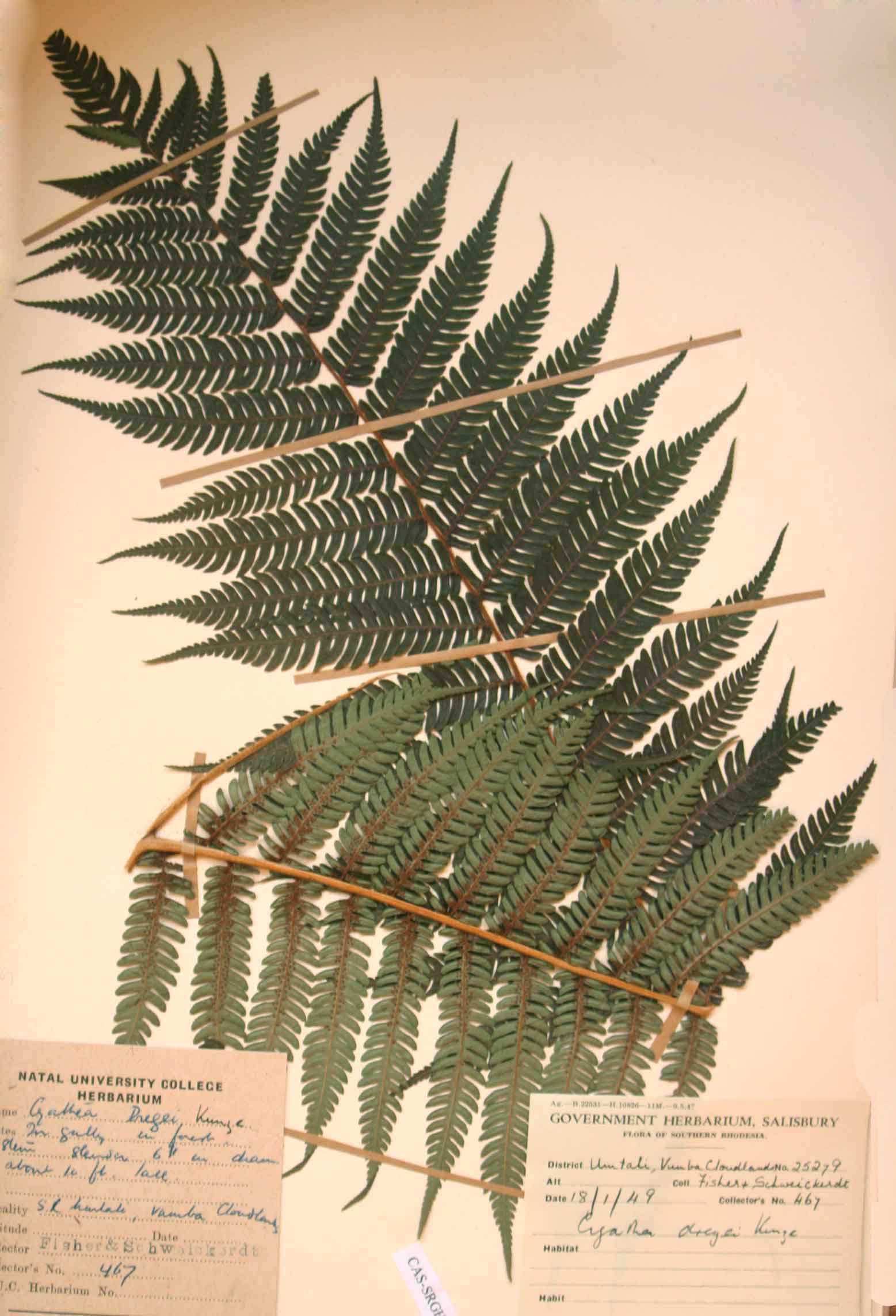 Cyathea dregei Cyathea dregei