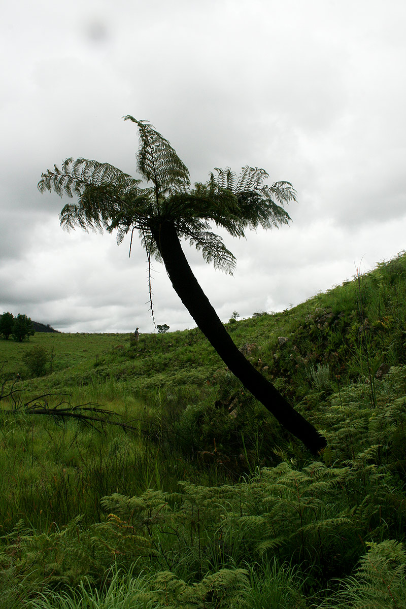 Cyathea dregei Cyathea dregei