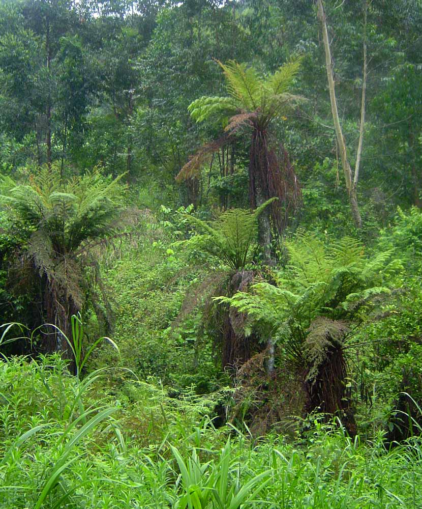 Cyathea dregei