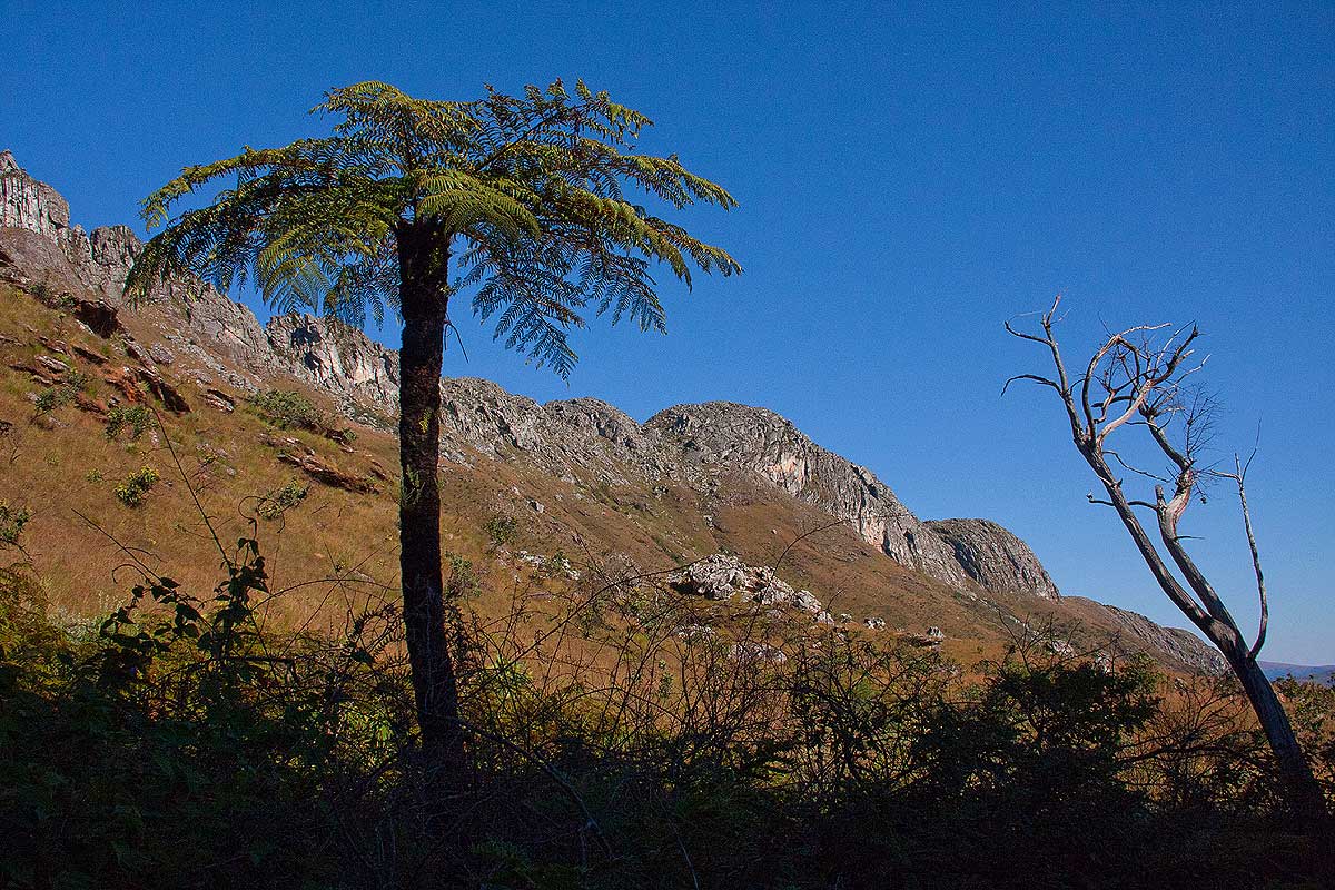 Cyathea dregei Cyathea dregei