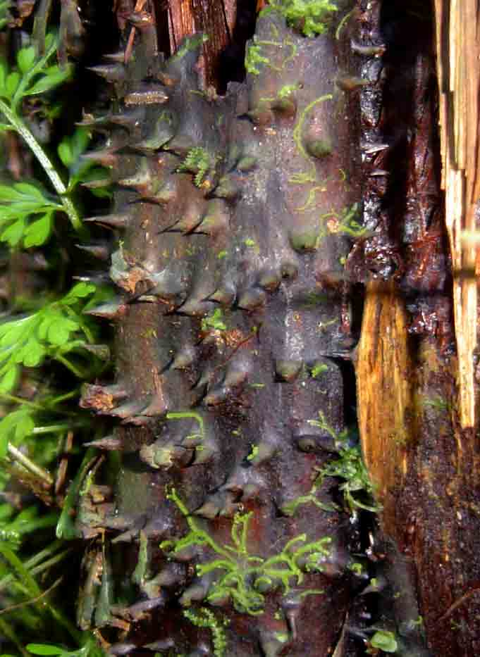 Cyathea manniana Cyathea manniana
