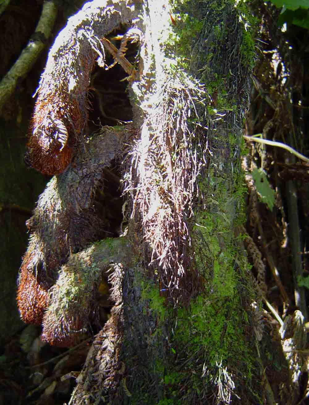 Cyathea manniana Cyathea manniana