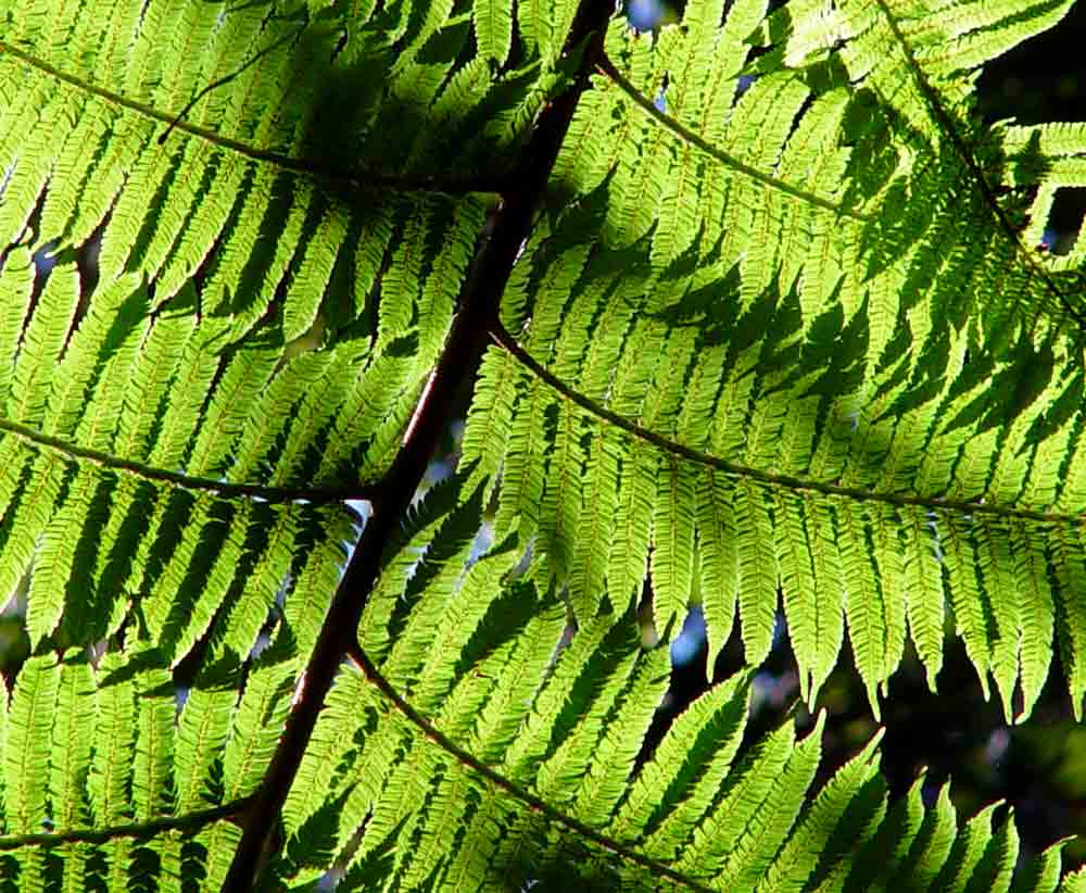 Cyathea manniana Cyathea manniana