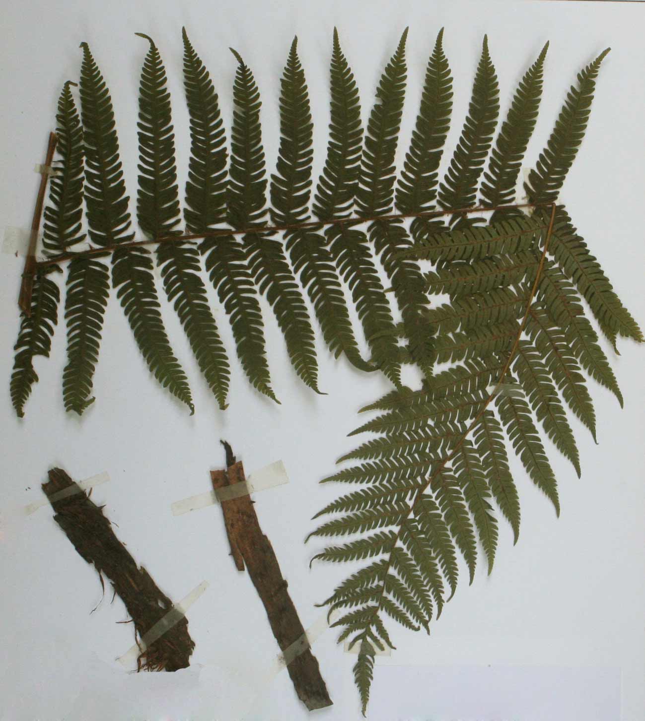 Cyathea manniana Cyathea manniana