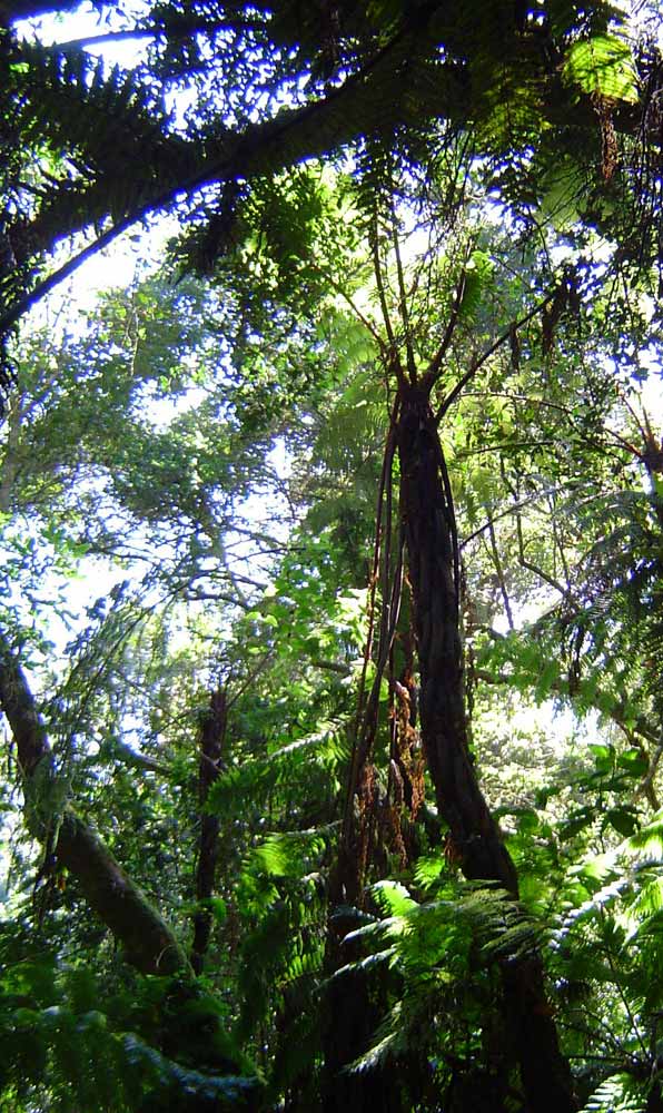 Cyathea manniana Cyathea manniana