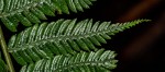 Cyathea thomsonii