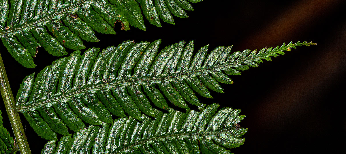 Cyathea thomsonii